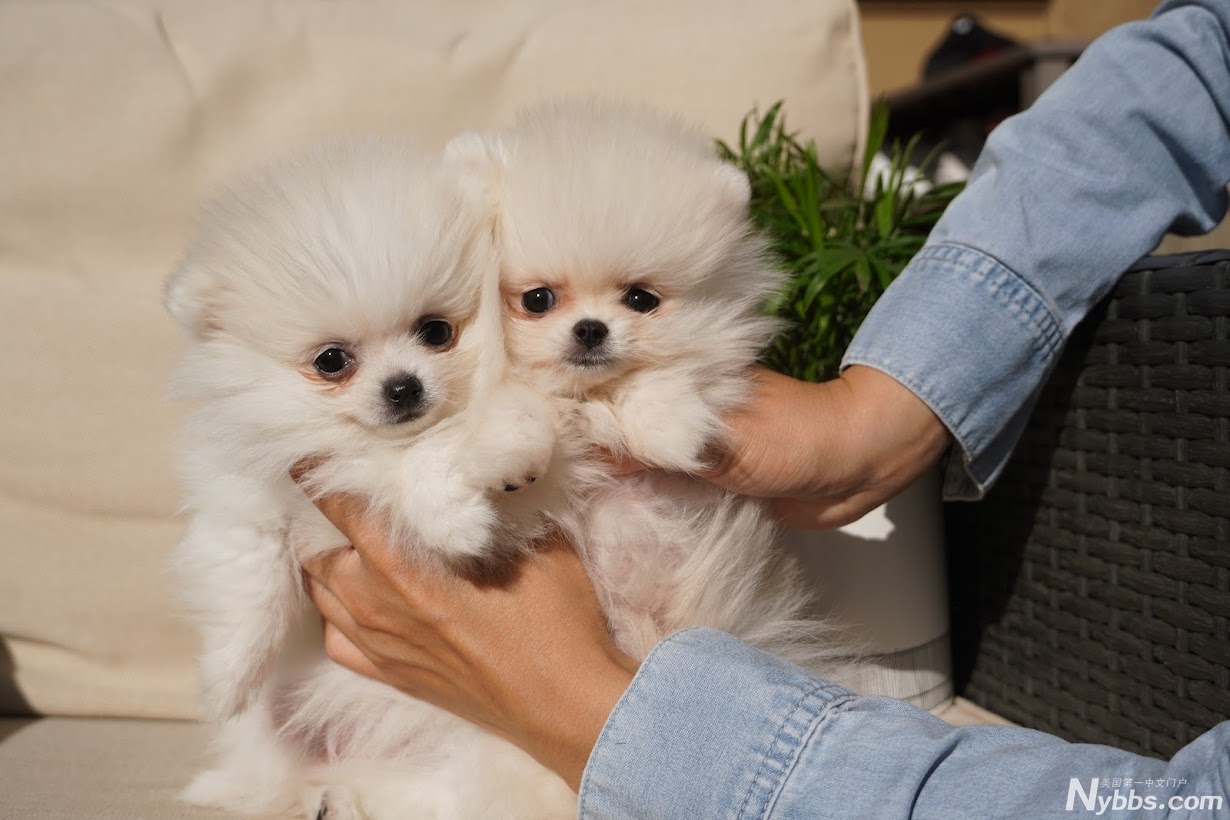 ��ϵС�岩��