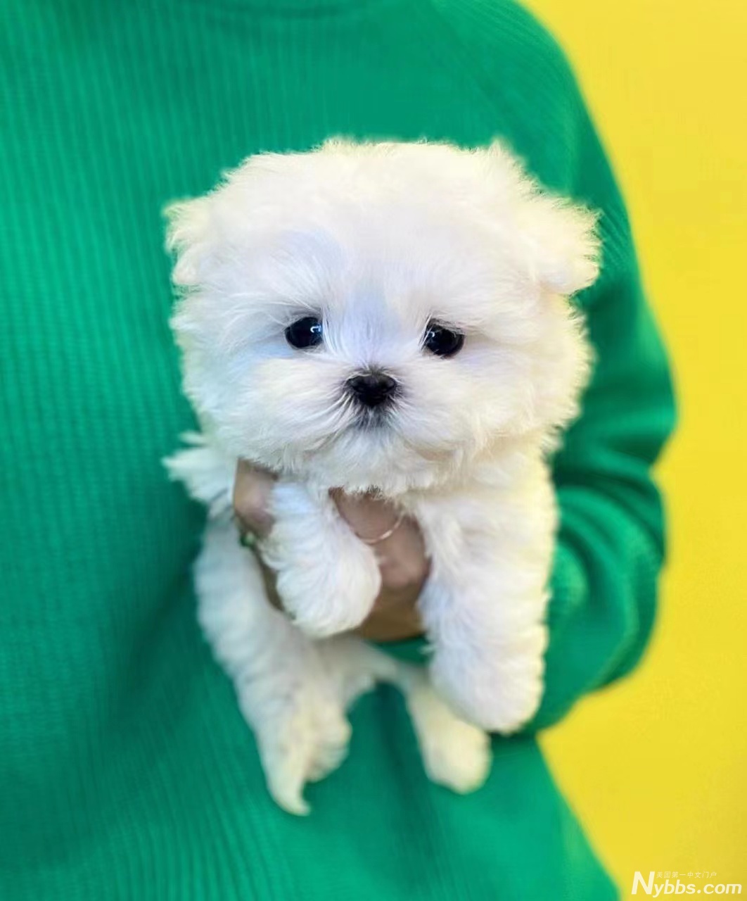 ����������˹